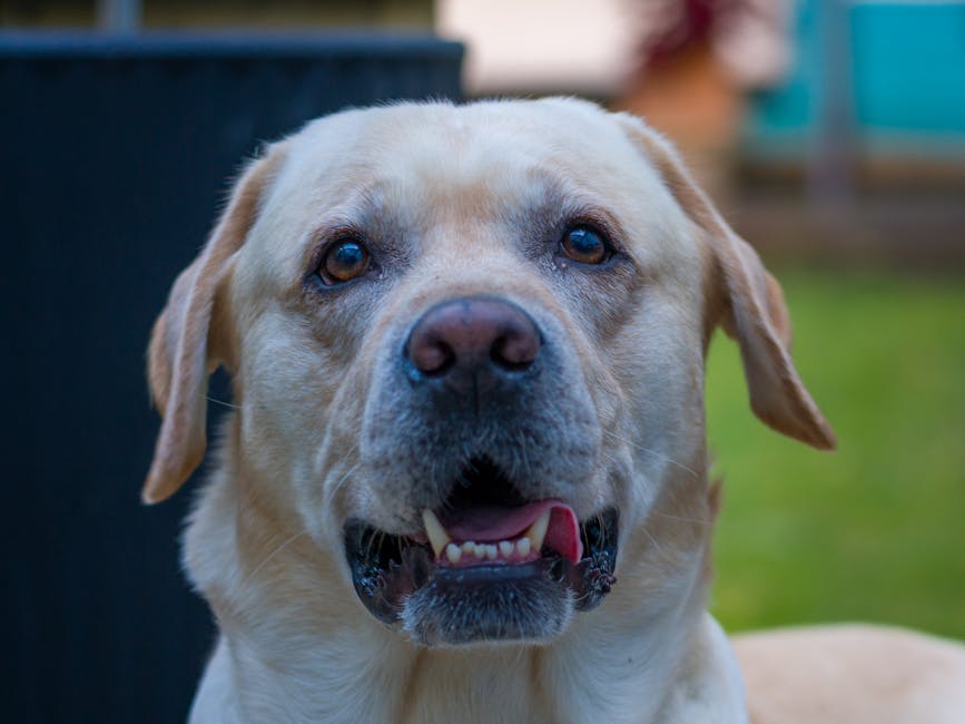 香港寵物友善酒店：寵物與主人共度美好時光的祕密基地